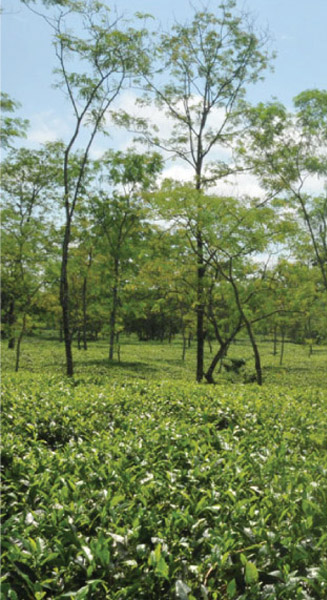 Products of Birla Sugar
